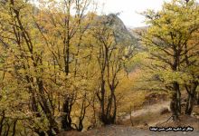 گزارش تصویری از فصل پاییز در جنگل ابر شاهرود